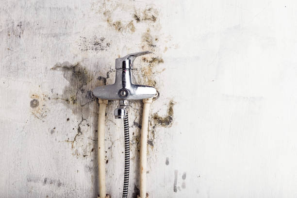 Best Mold Damage Repair  in Sudan, TX