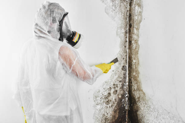 Best Residential Mold Removal  in Sudan, TX