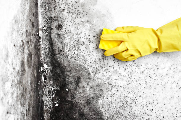 Professional Mold Removal in Sudan, TX