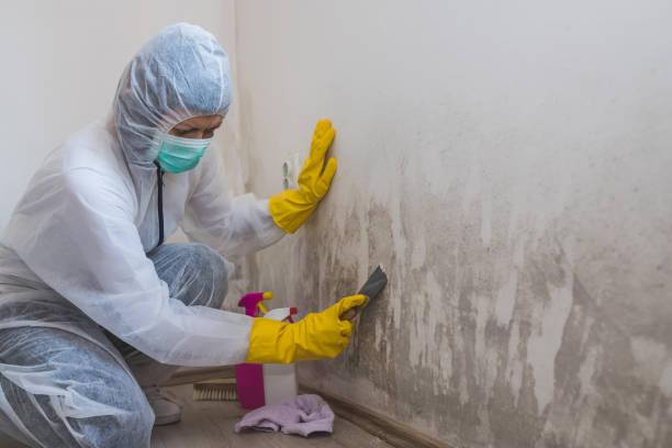 Certified Mold Removal in Sudan, TX