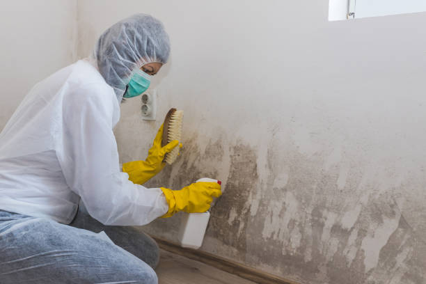 Best Mold Damage Repair  in Sudan, TX