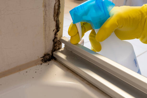 Best Attic Mold Removal  in Sudan, TX