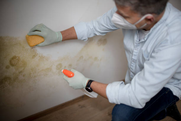Best Mold Testing  in Sudan, TX