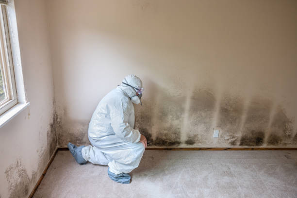 Best Mold Inspection  in Sudan, TX