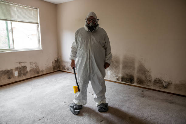 Best Mold Removal and Inspection  in Sudan, TX