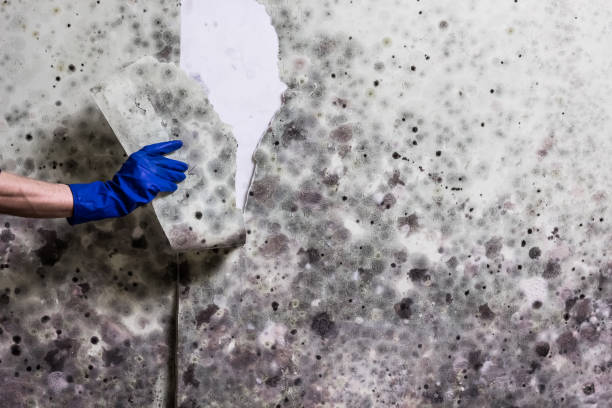Attic Mold Removal in Sudan, TX