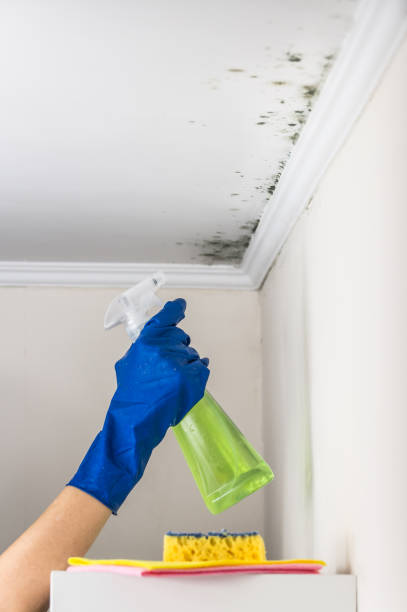 Best Crawl Space Mold Removal  in Sudan, TX